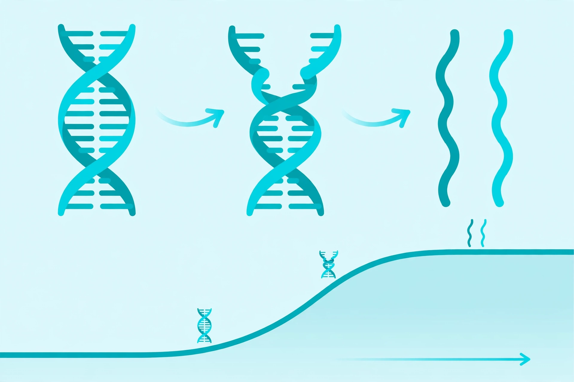 Diagram showing DNA melting: double-stranded DNA unwinding into single strands as temperature rises
